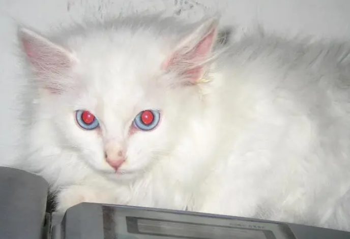 什么品种的猫眼睛是红色 什么品种的猫眼睛是红色