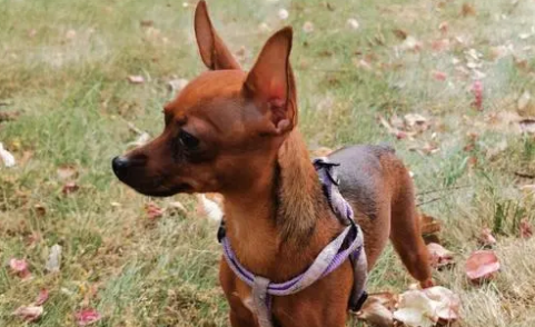 小鹿犬不吃东西怎么办?这几点不可不知 小鹿犬不吃东西怎么办?这几点不可不知