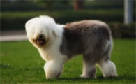 古牧犬脾气好吗