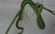 竹叶青多少钱一条宠物蛇