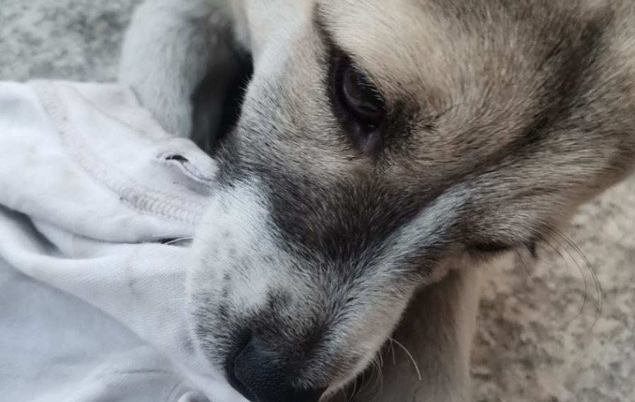 狗狗为什么喜欢叼衣服