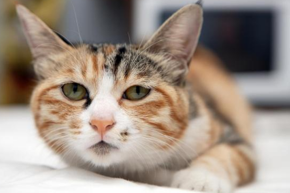 猫咪咳嗽一抽一抽的怎么回事 猫咪咳嗽一抽一抽的怎么回事