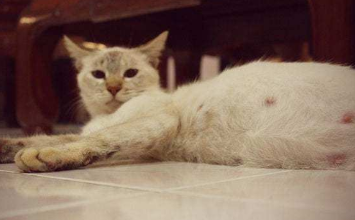 猫难产要死了有什么征兆 猫难产要死了有什么征兆