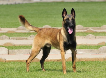 聪明的马犬有哪些特征和特点