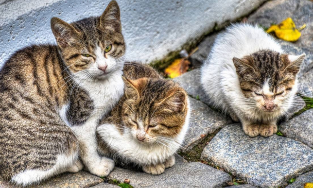 流浪猫为什么不怕猫瘟？这里有答案~·