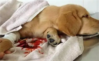 为什么狗狗腿上有血迹呢怎么回事