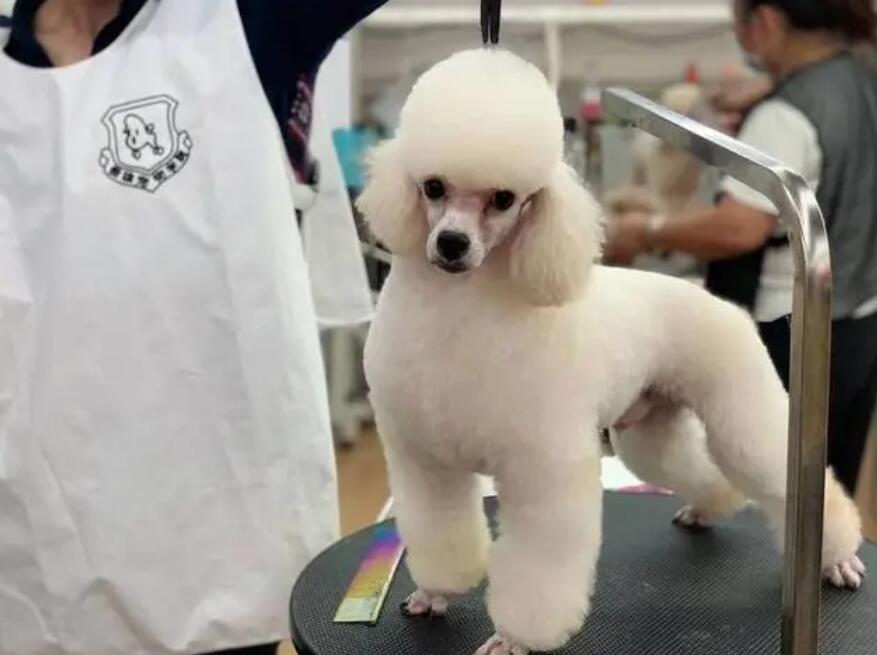宠物美容店怎么开店 宠物美容店怎么开店