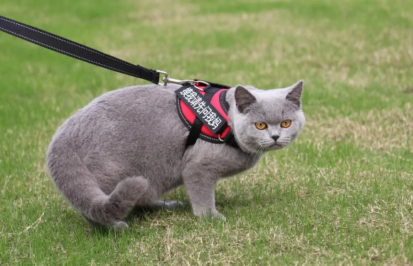 猫咪饲养攻略:如何判断英短蓝猫发情呢? 猫咪饲养攻略:如何判断英短蓝猫发情呢?
