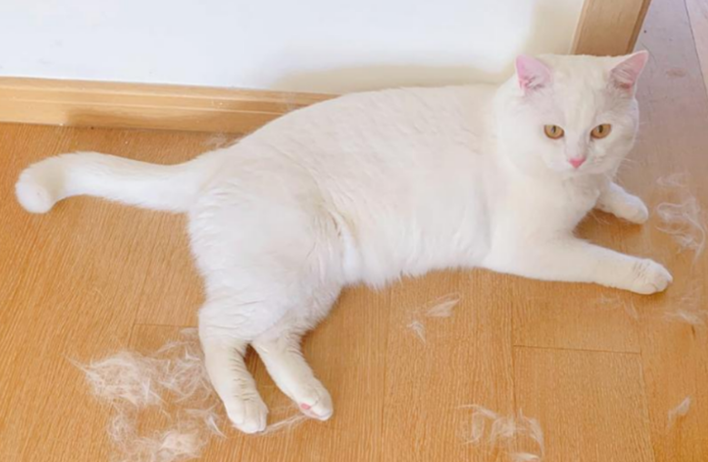 猫咪为什么最近老掉毛呢