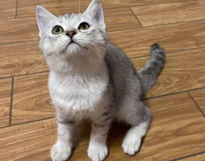 银渐层带虎斑纹是不是不纯 银渐层带虎斑纹是不是不纯