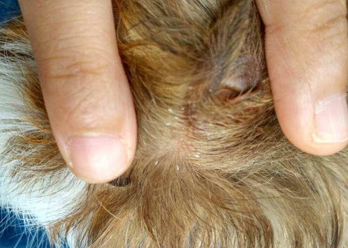 荷兰猪身上寄生虫图片