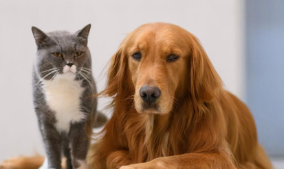 狗狗喜欢猫猫什么原因 狗狗喜欢猫猫什么原因