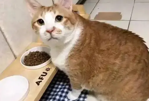 猫宁愿饿着也不吃猫粮