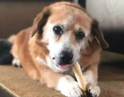 怎么让狗狗消化鸡骨头
