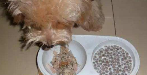 狗喂食奶水加入狗粮可以吗
