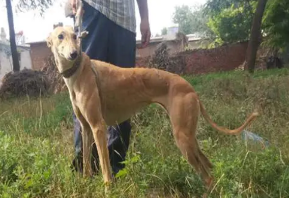 灵缇犬和细狗怎样辨认 灵缇犬和细狗怎样辨认