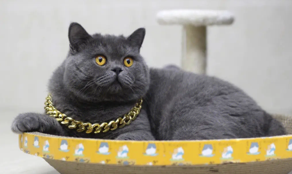 蓝猫的寿命有多长时间？来看看吧