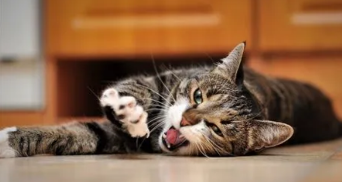 猫咪怀孕为什么老是出去