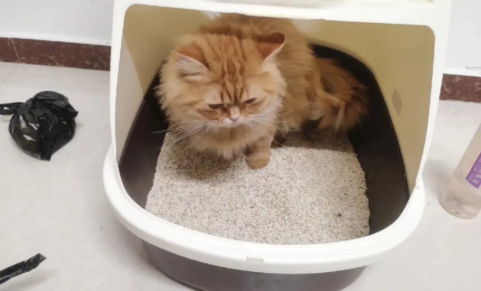 把猫关着能学会用猫砂吗 把猫关着能学会用猫砂吗