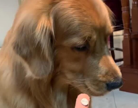 狗狗咳嗽流鼻涕吃什么药好得快
