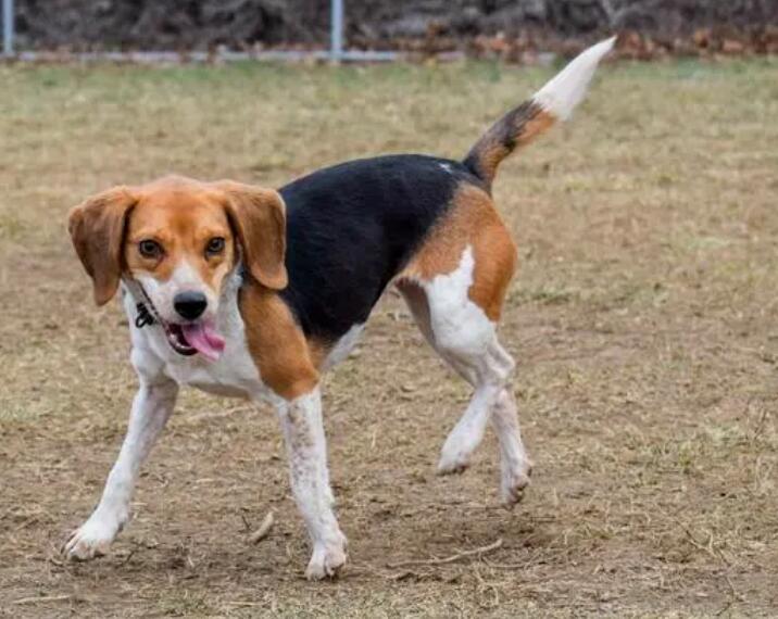 用哪种给比格犬梳理毛绒