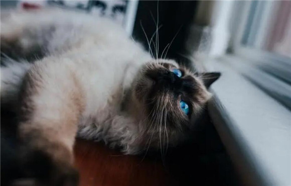 猫咪肚子下垂软软的很松 猫咪肚子下垂软软的很松