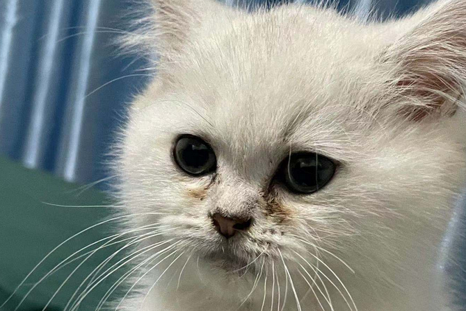 猫咪泪痕越来越严重怎么办