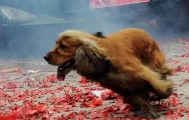为什么有的狗狗不怕放炮 为什么有的狗狗不怕放炮