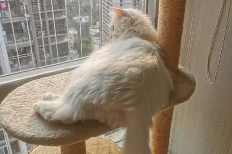 小猫身上一抽一抽的