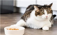小猫挑食不吃猫粮怎么办