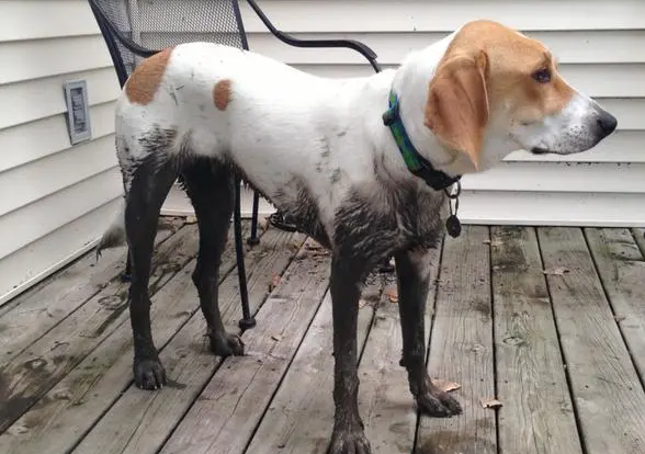 树丛浣熊猎犬怎么训练？来看看吧