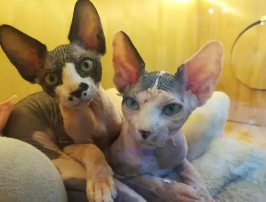 无毛猫几岁能怀孕？你知道吗？