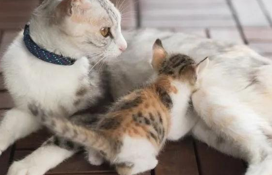 猫咪为什么没有奶吃