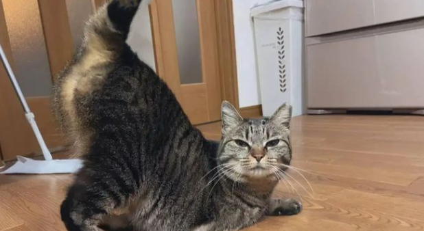 为什么和猫咪玩会勃起呢