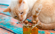 猫喝蜂蜜水的4大禁忌