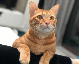 土猫怎么养肥，感兴趣的看看~