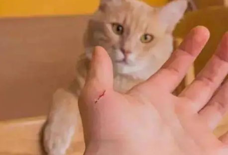 被猫抓了根本不用打疫苗 被猫抓了根本不用打疫苗