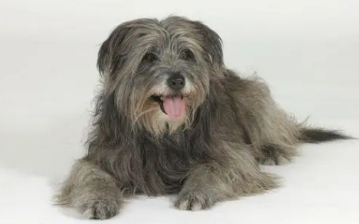 比利牛斯牧羊犬便秘如何是好?解决对策是? 比利牛斯牧羊犬便秘如何是好?解决对策是?