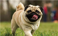 巴哥犬开心的表现