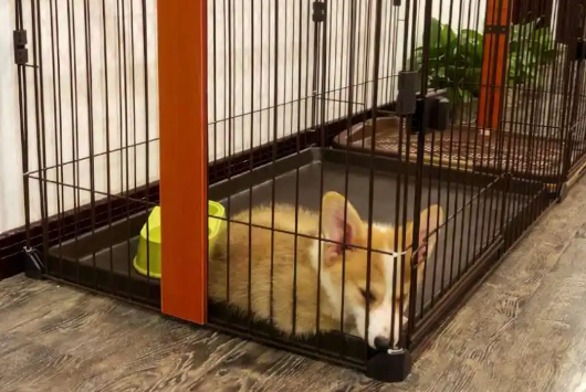 幼犬狗笼子怎么布置 幼犬狗笼子怎么布置