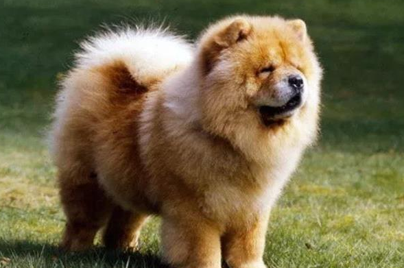 松狮犬的寿命有多长