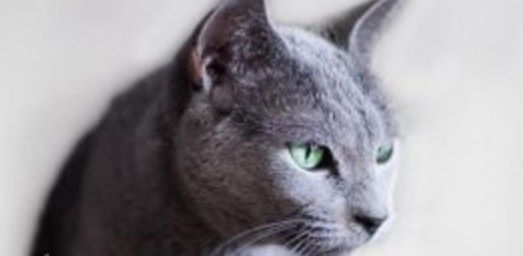 俄罗斯蓝猫没奶怎么办 俄罗斯蓝猫产后催乳的有效办法 俄罗斯蓝猫没奶怎么办 俄罗斯蓝猫产后催乳的有效办法