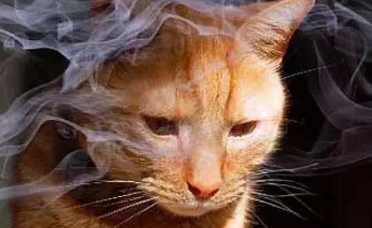 猫咪为什么讨厌烟味呢