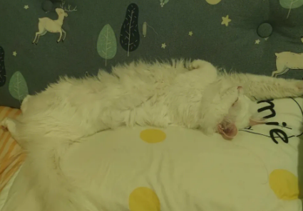 猫咪为什么踢我的枕头呢