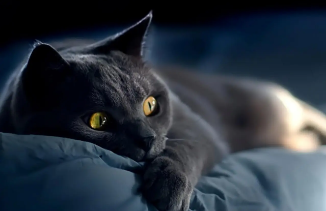 公猫频繁骑猫但是不会配