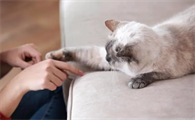 猫咪认主的5大征兆