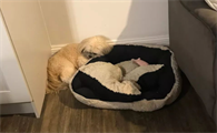 狗狗睡觉为什么咬被子垫脚呢