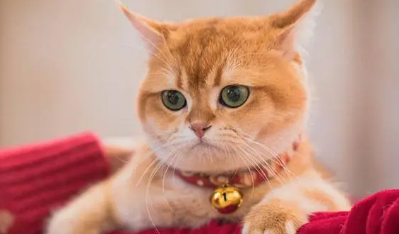 小猫可以日吗