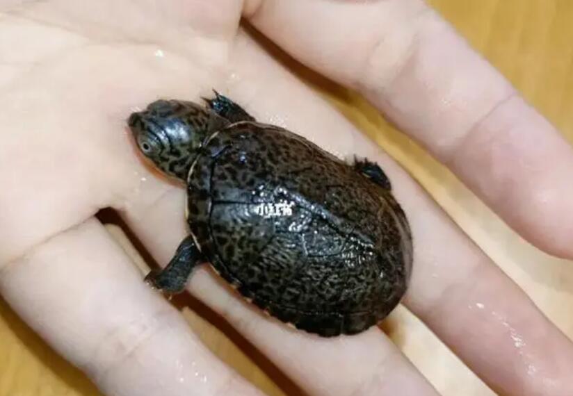 西非侧颈盒龟怎么分公母？看一眼就能知道性别？