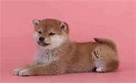 犬舍柴犬价格多少钱一只